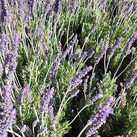 Il Vecchio Acero * Montalto delle Marche